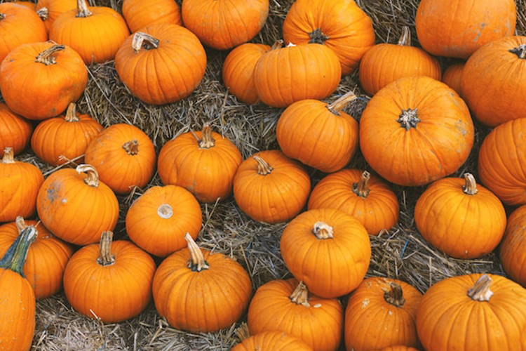 گنجاندن کدو تنبل در رژیم غذایی به افزایش سطح ویتامین دی در بدن کمک میکند.